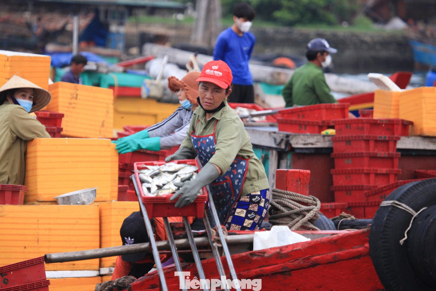 Sau một thời gian áp dụng biện pháp cách ly xã hội, giãn cách xã hội, thị xã Cửa Lò cơ bản khống chế dịch COVID-19. Nhiều ngày qua, thị xã không còn ca nhiễm trong cộng đồng và cả ca nhiễm trong khu cách ly. Ngư dân hồ hởi lên thuyền khai thác cá gần bờ, thuyền trở về cập bến đầy ắp cá trong khoang.
