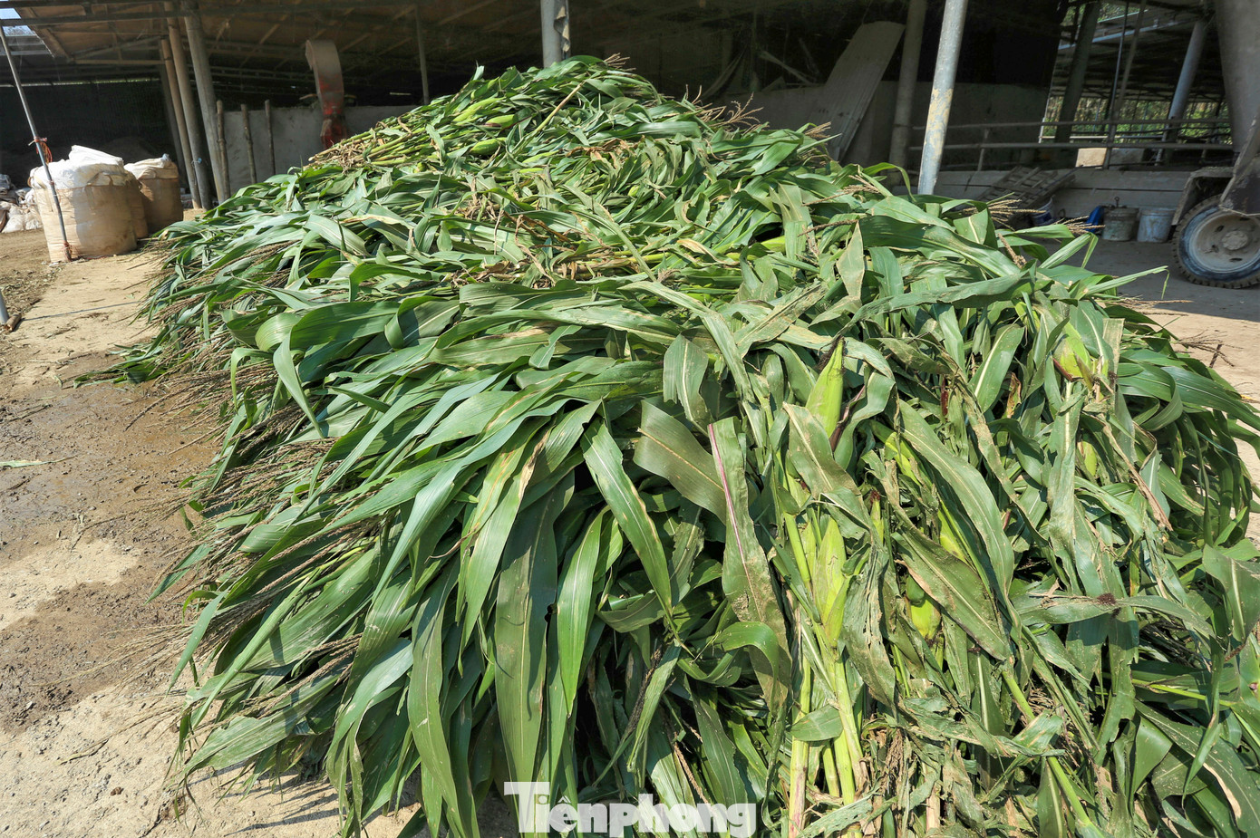 Ngoài 2ha trồng cỏ và ngô tại trang trại, ông Thông còn thu mua các sản phẩm nông nghiệp như ngô, sắn, lúa... để người dân trên địa bàn để phục vụ nhu cầu chăn nuôi.