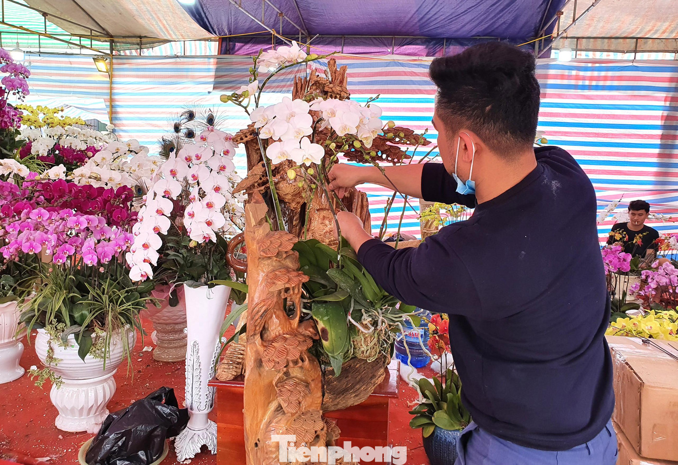 Anh Nguyễn Công Hà - chủ một shop hoa trên đường Lê Nin cho hay, dịp tết này cơ sở của anh nhập về hơn 2 tỷ tiền hoa lan hồ điệp. Thời tiết thuận lợi nên hoa lan năm nay rất đẹp, song giá không tăng so với dịp Tết năm ngoái.