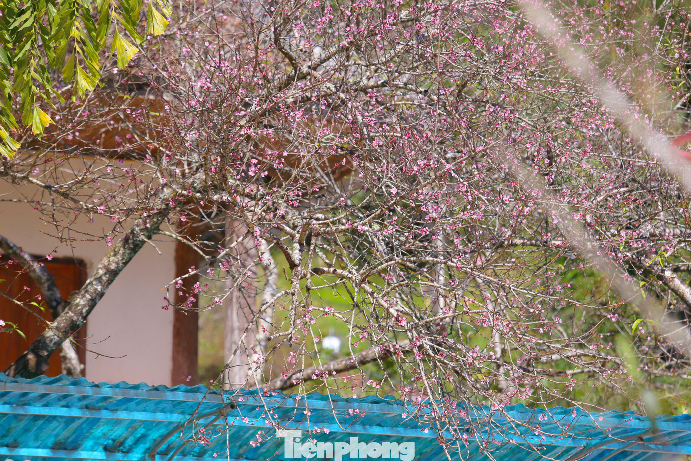 Trong các loại cây, cây đào được người dân bản địa trồng nhiều nhất. Trong vườn, bên lề đường và cả trong khuôn viên trường học, đào được trồng khắp nơi. Mỗi dịp Tết đến Xuân về, đến Mường Lống, du khách sẽ mãn nhãn với những nụ đào chúm chím đọng sương mai rồi bung nở rực rỡ dưới nắng vàng. Thời tiết năm nay nắng ấm nên đào ở Mường Lống nở sớm. Những vườn đào đã nhuộm màu hồng, đối với người dân và thương lái thì Tết Nguyên đán sắp tới, kiếm được cành đào chơi Tết sẽ rất khó khăn. Một cây đào cổ thụ khỏe khoắn vươn mình đón nắng. Những cây đào cổ thụ được thương lái săn mua dù giá cả rất cao. Theo một thương lái cho biết, điều đó nhằm khẳng định đẳng cấp cùng may mắn lộc tràn. Một cây đào bung nở gần hết, màu hồng rực rỡ trong vườn nhỏ. Đào nở sớm khiến người dân mất một nguồn thu nhập dịp Tết nhưng điều này cũng hút khách du lịch đến với Mường Lống, đến với "cổng trời" mù sương thơ mộng. Thấp thoáng bên những căn nhà của người Mông là loài cây thân thuộc với họ. Cây đào góp phần đưa địa danh Mường Lống "bay" ra khỏi núi rừng hoang vu của dãy Trường Sơn hùng vĩ. Vườn mận đâm chồi, ra lá non. Nắng cuối Đông hắt xuống tạo nên khung cảnh tuyệt đẹp giữa bốn bề núi non điệp trùng. Du khách, nhiếp ảnh gia đến vườn đào Mường Lống chụp hình, lưu lại những khoảnh khắc đào nở tiễn đông qua, đón xuân về. Rời Mường Lống, khách sẽ mong muốn ngày trở lại. Đến thung lũng yên bình đang mạnh mẽ đổi thay, khỏe khoắn như những mầm chồi của cây đào, cây mận...