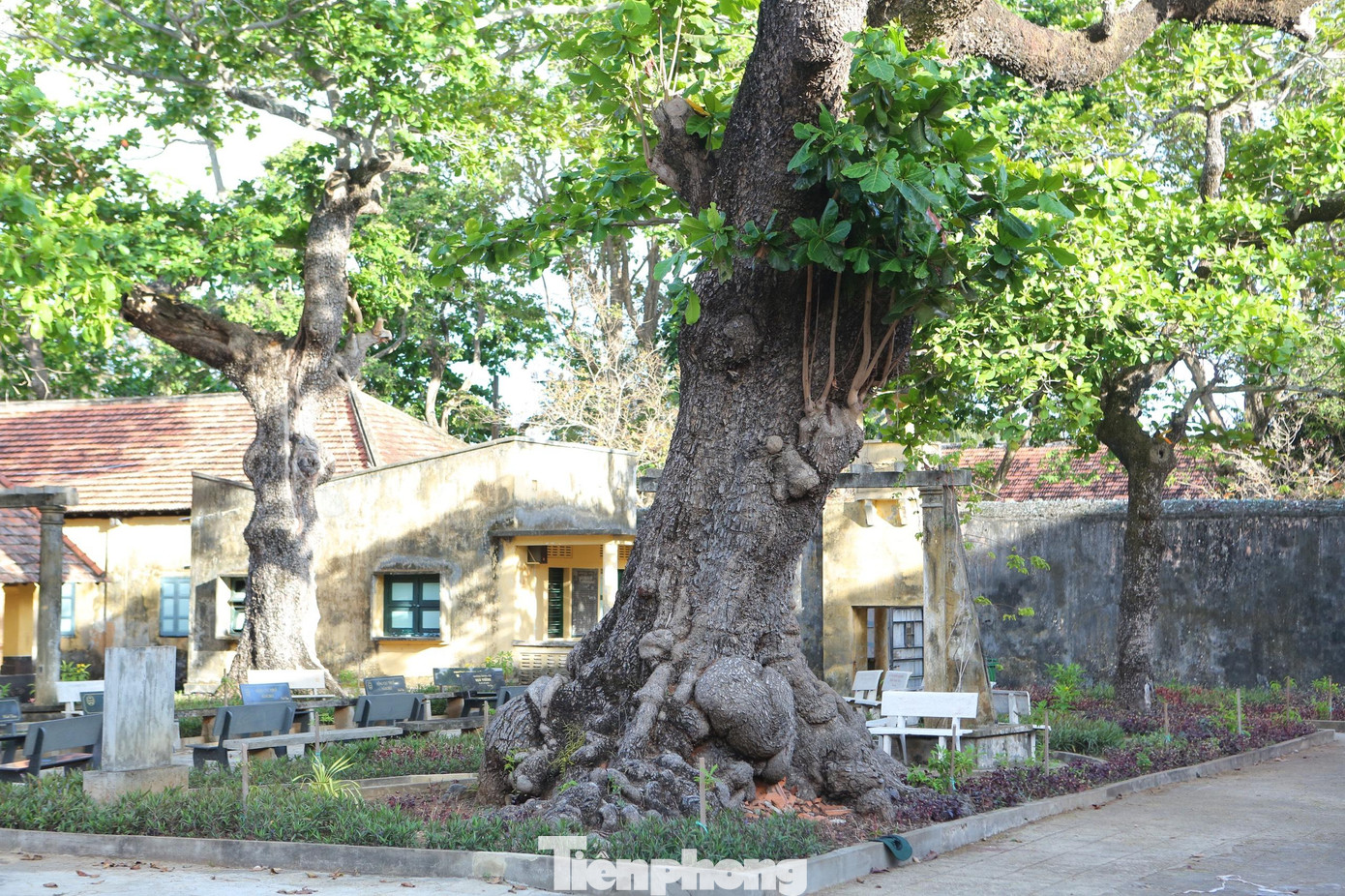 Theo những cựu tù Côn Đảo cho biết, mỗi lần được cai ngục cho ra ngoài, người tù nào cũng tìm cách hái lá bàng non và cả lá bàng xanh, nhặt trái bàng lén giấu trong người, ngậm trong miệng vào phòng giam chia cho đồng đội cùng ăn. Lá bàng, quả bàng đối với người tù Côn Đảo như rau xanh, thực phẩm giúp chống chọi với cơn đói...