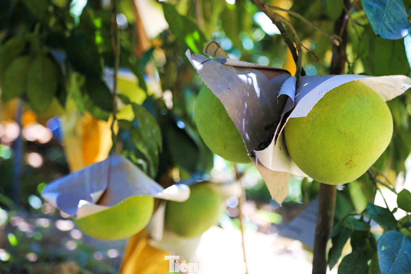 Bưởi Phúc Trạch được mệnh danh là đặc sản của huyện miền núi Hương Khê (tỉnh Hà Tĩnh). Giống bưởi có quả to tròn, vị thanh, tép mọng nước này thường trồng tại vùng đất phù sa màu mỡ hoặc vùng đất ven đồi, như xã Hương Trạch, Phúc Trạch, Hương Đô, Hương Thủy, Hà Linh...