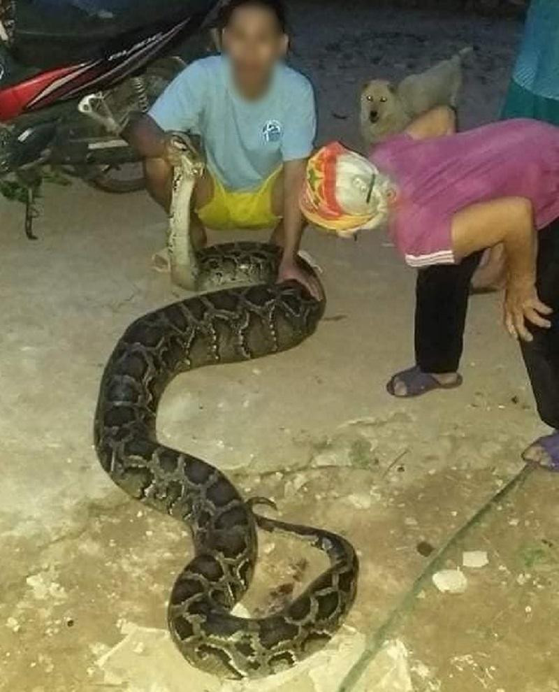 Con trăn bị người dân vây bắt khi nuốt một con dê 15kg. Con trăn bị người dân vây bắt khi nuốt một con dê 15kg.