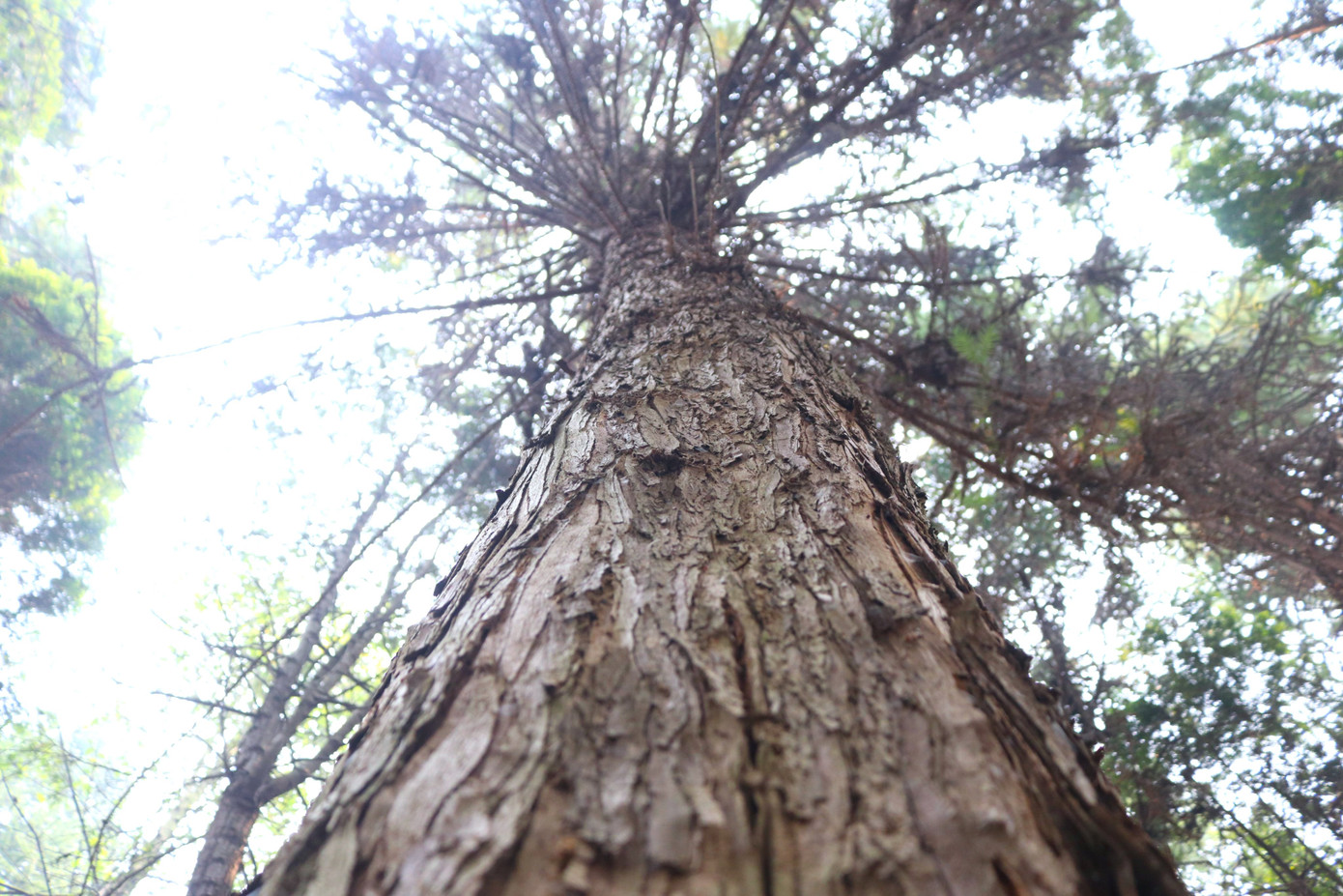 Những cây pơ mu, sa mu quý hiếm cao lớn đang từng ngày phát triển, xanh mát cả một vùng.