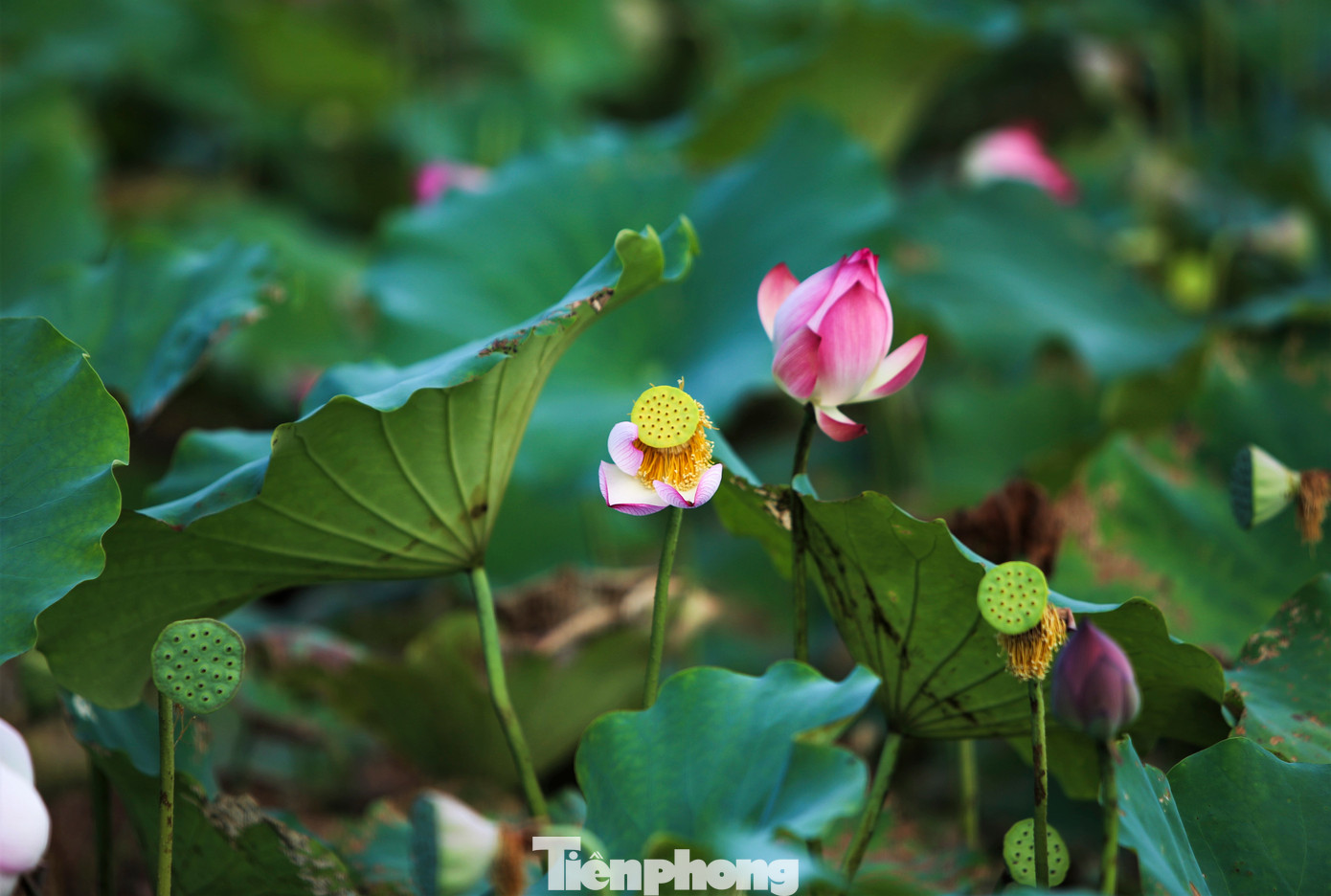 Những búp sen chuẩn bị nở bung, mang vẻ đẹp khỏe khoắn, mạnh mẽ. Theo người địa phương, thời gian mỗi bông hoa sen từ lúc nở cho đến lúc thành gương già có thể lấy hạt kéo dài khoảng 1 tháng.