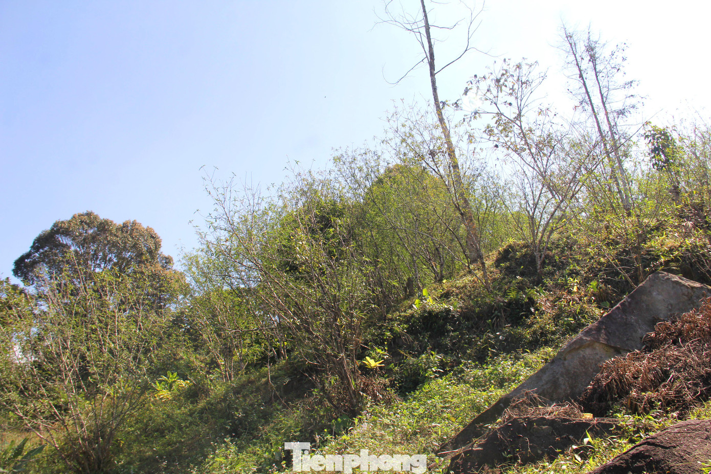 Anh Mùa Nỏ Khư (trú bản Buộc Mú 2, xã Na Ngoi) cho biết, từ nhiều đời nay, cây đào đá được người Mông giữ gìn, nhân giống như một phần không thể thiếu trong đời sống. Đào được trồng quanh nhà, trên rẫy, mang theo trong những lần di canh, di cư. Anh Mùa Nỏ Khư (trú bản Buộc Mú 2, xã Na Ngoi) cho biết, từ nhiều đời nay, cây đào đá được người Mông giữ gìn, nhân giống như một phần không thể thiếu trong đời sống. Đào được trồng quanh nhà, trên rẫy, mang theo trong những lần di canh, di cư.