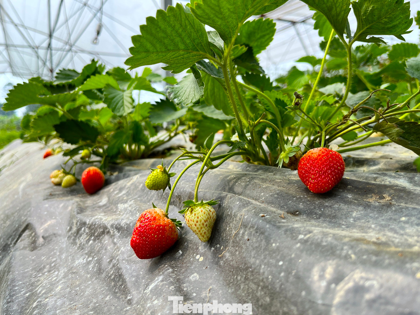 Thời gian gần đây, trang trại Đồi Chồi trở thành địa điểm "hot" với cộng đồng mạng và giới trẻ trên địa bàn bởi những vườn dâu tây chín mọng, cà chua bi Mỹ đủ sắc màu. Được biết, đây là vụ thu hoạch đầu tiên của trang trại sau hơn một năm đầu tư xây dựng.