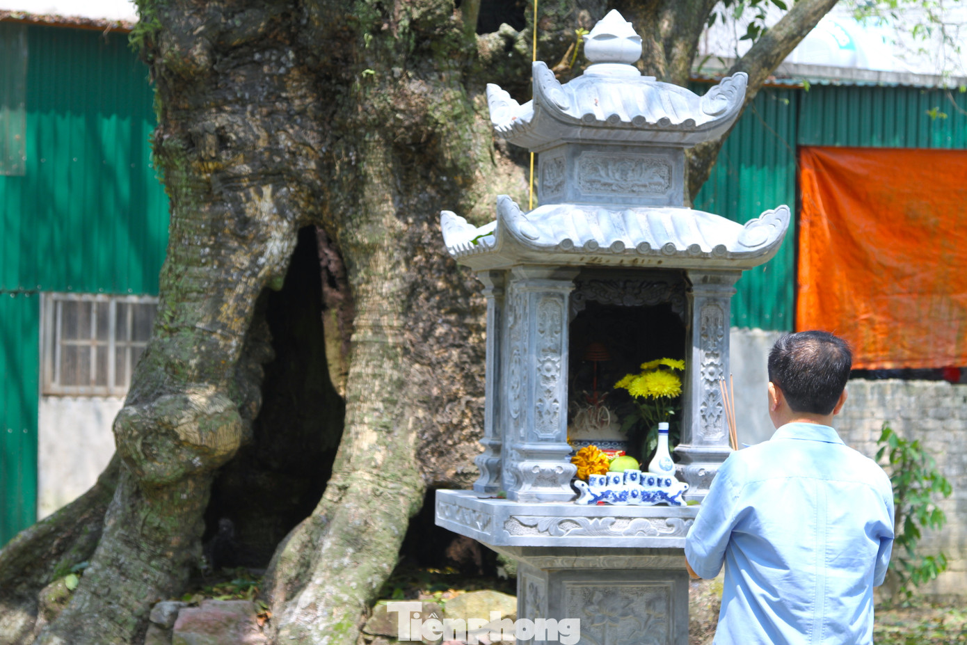 Ông Hà lập một am thờ nhỏ ở gốc các cây thị để thắp hương.