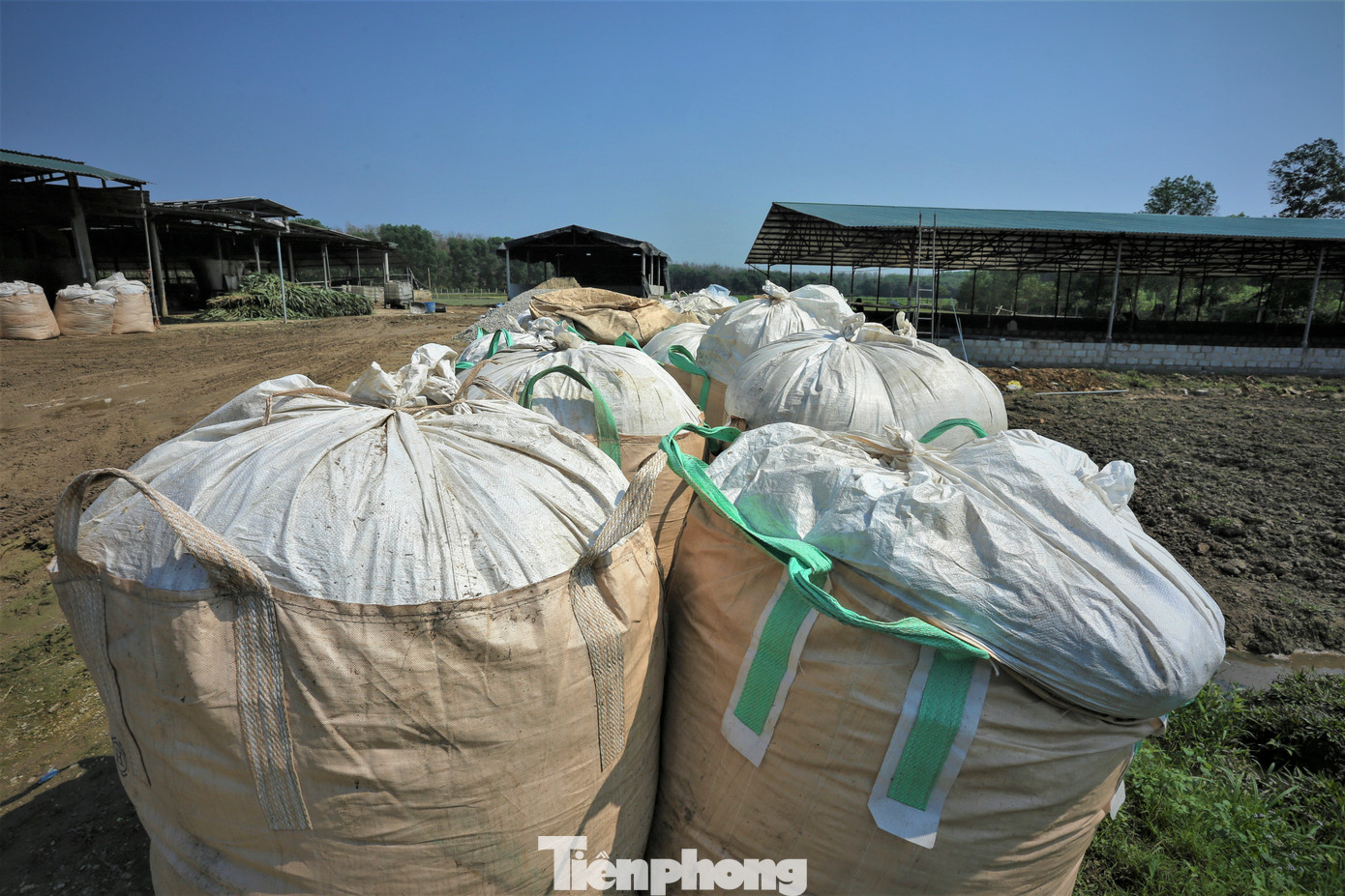 Ngô, cỏ và sản phẩm nông nghiệp sau khi băm nhỏ sẽ được ủ chua cùng cám gạo khoảng 10 ngày mới cho trâu ăn để đảm bảo yêu cầu kỹ thuật.