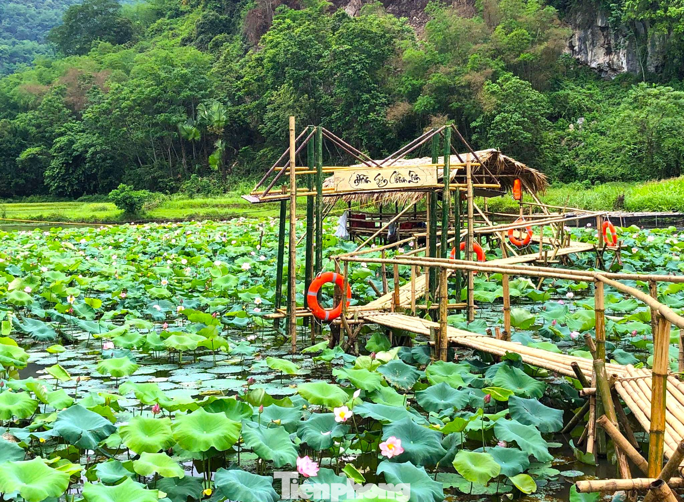 Cầu tre đi len lỏi giữa đầm sen bản Chôm Lôm (xã Lạng Khê) đua nhau nở. Để đảm bảo an toàn, những chiếc cầu này được làm chắc chắn, bên trên treo nhiều phao cứu sinh.