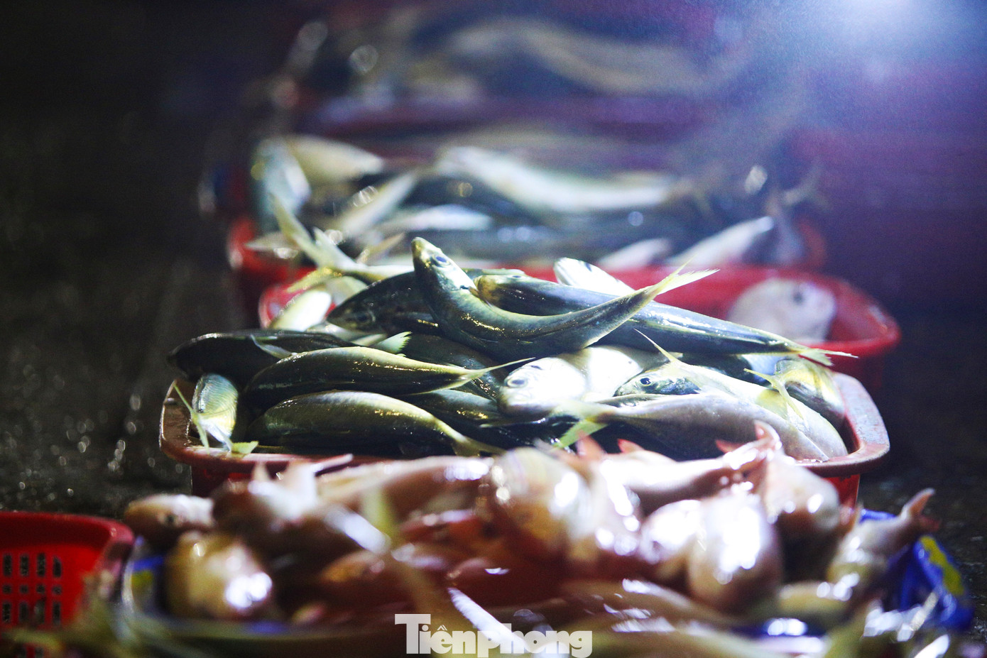 Những khay hải sản đủ loại, tươi ngon, nhiều loại còn sống được bày bán ngay trên khu vực cảng.