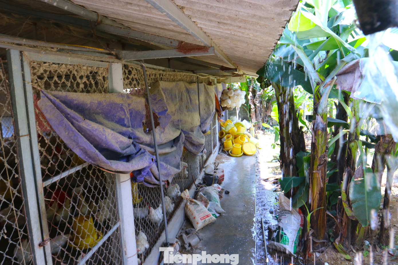 Một số hộ đang nuôi làm thêm nhiều biện pháp tưới nước, phun sương tạo độ ẩm chuồng trại để đảm bảo nhiệt độ mát cho gà phát triển. Một số hộ đang nuôi làm thêm nhiều biện pháp tưới nước, phun sương tạo độ ẩm chuồng trại để đảm bảo nhiệt độ mát cho gà phát triển.