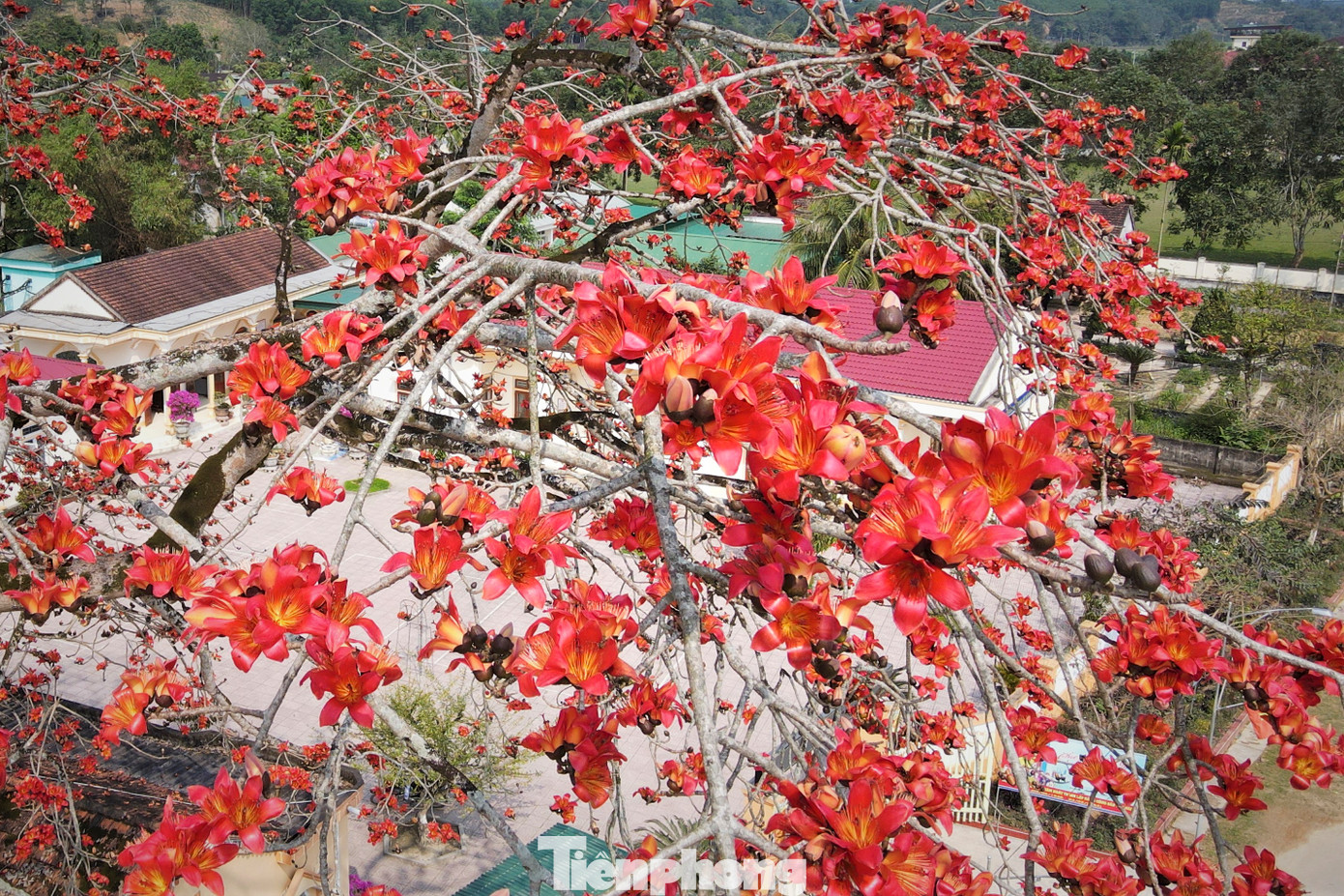 Hoa gạo nở báo hiệu mùa xuân đã qua đi, mùa hạ đang đến gần.