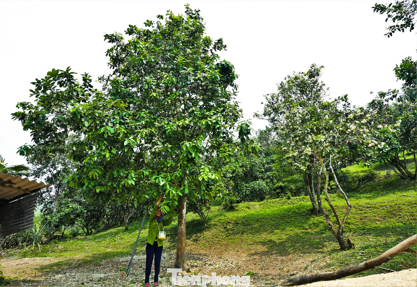 Cây bưởi chua thường có chiều cao 3-4 m. Từ sáng sớm, bà Nguyễn Thị Vịnh (49 tuổi) ra hái những hoa cây bưởi chua đủ chất lượng chuẩn bị cho việc thụ phấn cho vườn bưởi.
