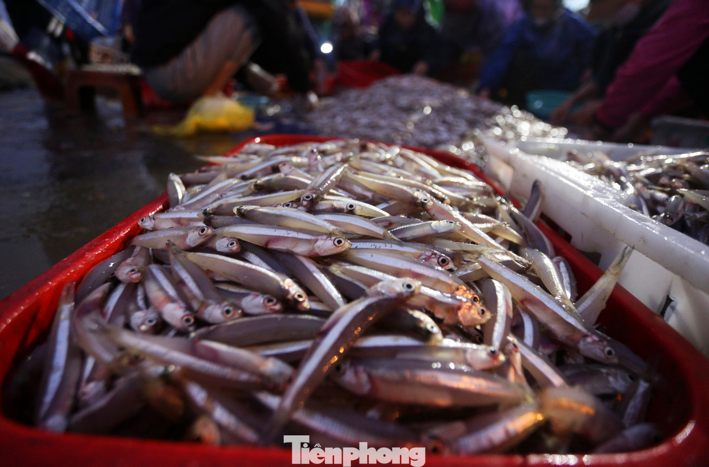 Những khay hải sản đủ loại, tươi ngon, nhiều loại còn sống được bày bán ngay trên khu vực cảng.