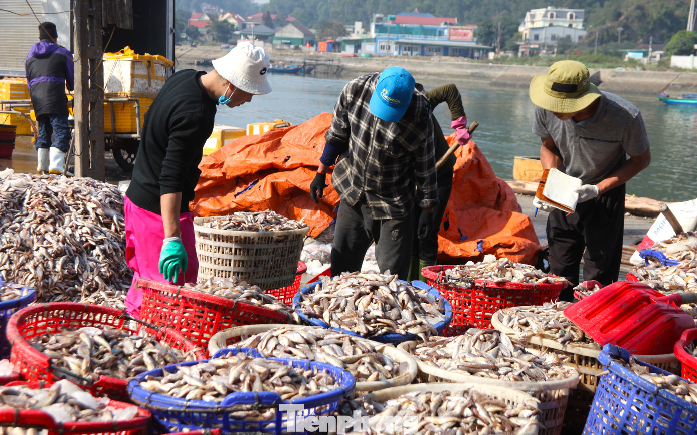 Việc bốc cá thuê đã giúp nhiều lao động trên địa bàn các phường của thị xã Cửa Lò có thu nhập ổn nhiều năm qua. Việc bốc cá thuê đã giúp nhiều lao động trên địa bàn các phường của thị xã Cửa Lò có thu nhập ổn nhiều năm qua.