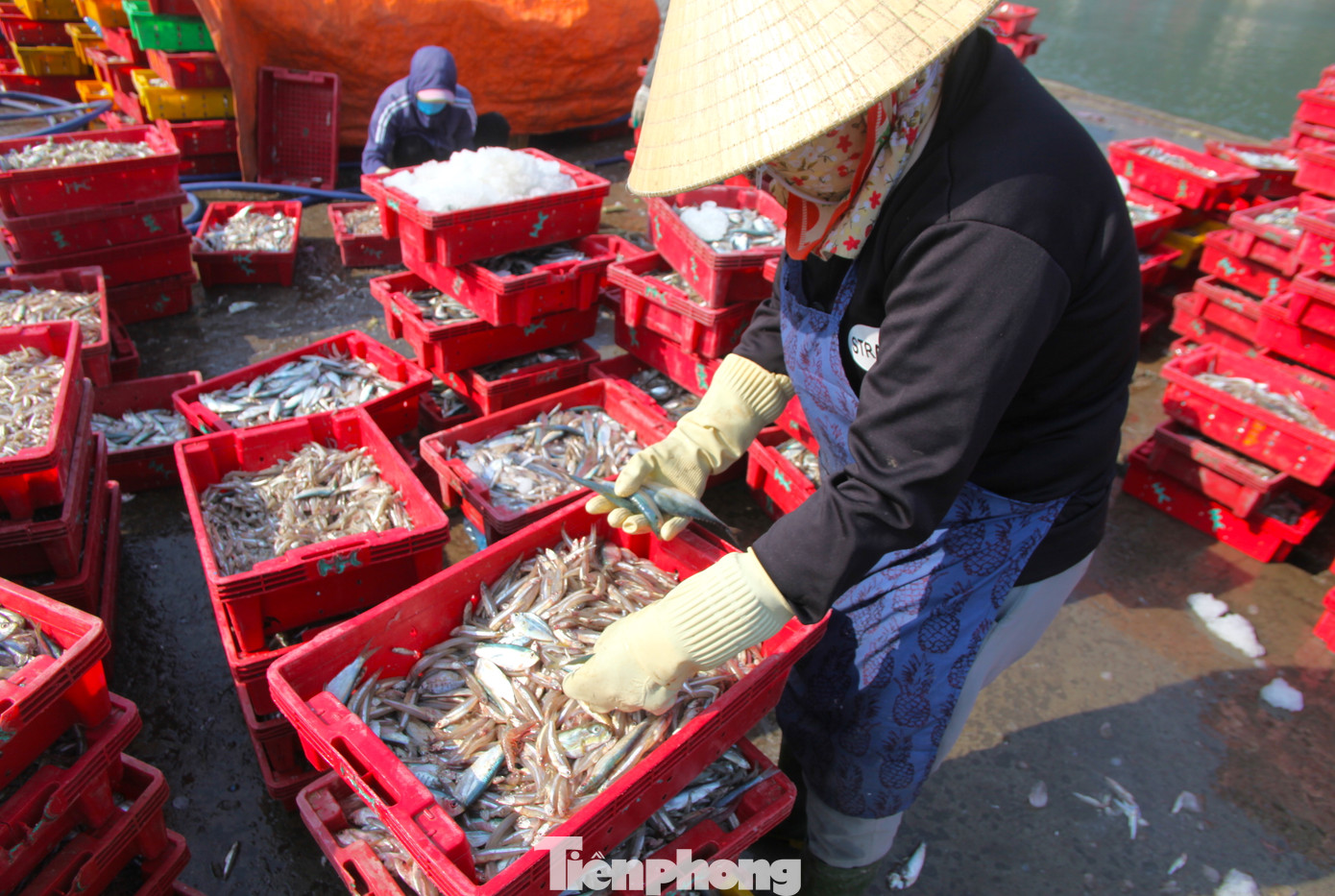 Họ còn có nhiệm vụ phân loại cá để đảm bảo giao đúng loại, đúng số lượng, đủ cân nặng cho khách hàng. Họ còn có nhiệm vụ phân loại cá để đảm bảo giao đúng loại, đúng số lượng, đủ cân nặng cho khách hàng.