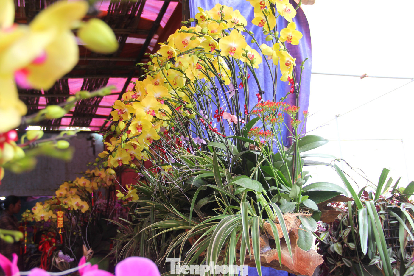 Những cây lan kết hợp với thân gỗ nâu trầm mang đậm màu thời gian phù hợp với nhiều căn nhà từ thiết kế cổ điển, đến nhà mang phong cách hiện đại sang trọng.