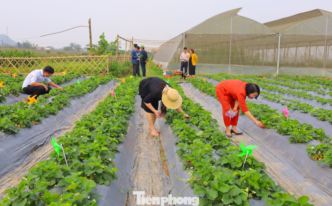 Những ngày qua có rất nhiều du khách đã đến trải nghiệm và tự tay hái những quả dâu chín mọng.