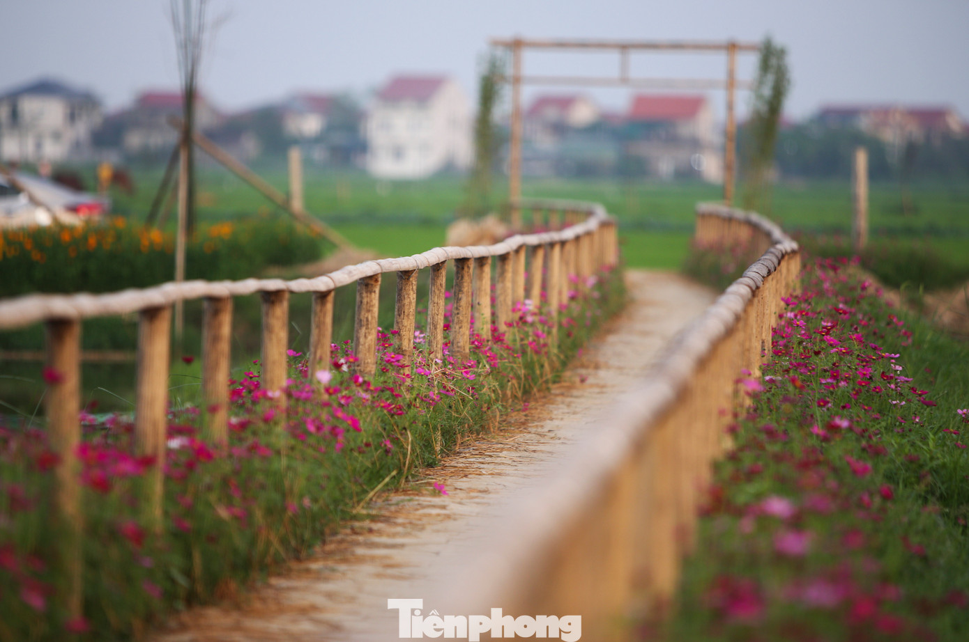 Những con đường ven bờ ruộng nở rộ hoa sao nhái, cúc đủ màu sắc, thu hút nhiều người.