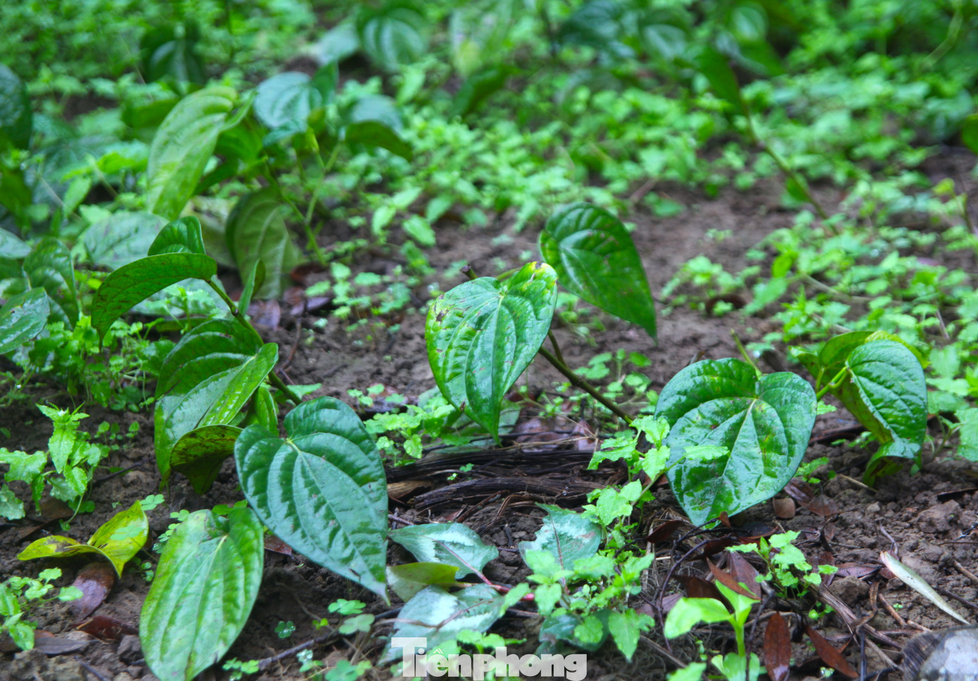 Ông Nguyễn Hồng Thái (SN 1969, chủ vườn trầu ở xóm 5, xã Nghi Ân) chia sẻ, cây trầu là cây khá khó trồng và cần điều kiện chăm sóc rất tỉ mỉ, ngay cả trong quá trình thu hoạch. Nhiệt độ lý tưởng cho sự sinh trưởng, phát triển của cây trầu không là 20 - 30 độ C.