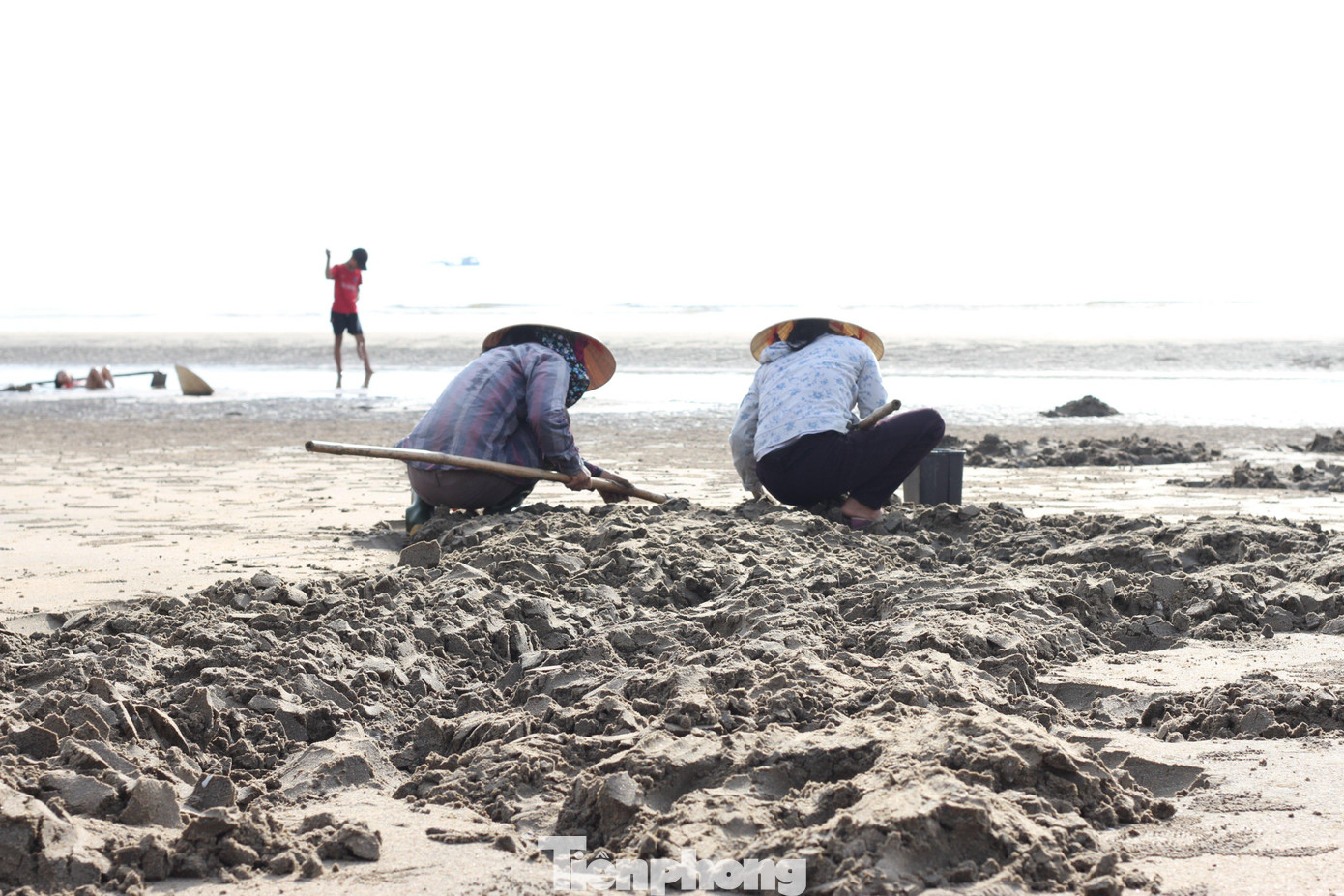Cứ thế, họ cần mẫn từ lúc hừng đông đến khi trời đứng bóng mới chịu nghỉ tay. Nghe “cục” một tiếng, họ dừng tay, nhặt ngao để vào chậu nước hoặc cái rổ bên cạnh.
