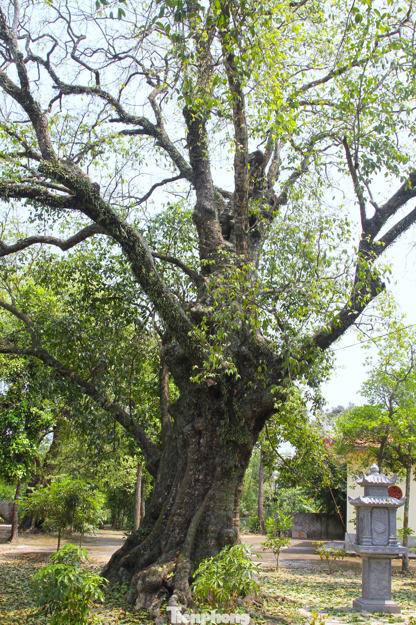 Năm cây thị cổ thụ có thân to lớn, cao hàng chục mét. Cành lá của cây sum suê phủ kín cả khoảng vườn rộng lớn. Theo ông Hà, gốc cây thị lớn nhất có đường kính gần 4m, cả chục người ôm mới xuể, bốn cây còn lại lần lượt nhỏ hơn.