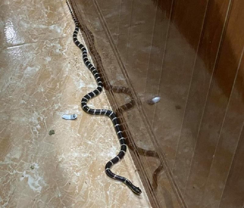 Rắn độc bò vào nhà ở huyện Diễn Châu, Nghệ An.