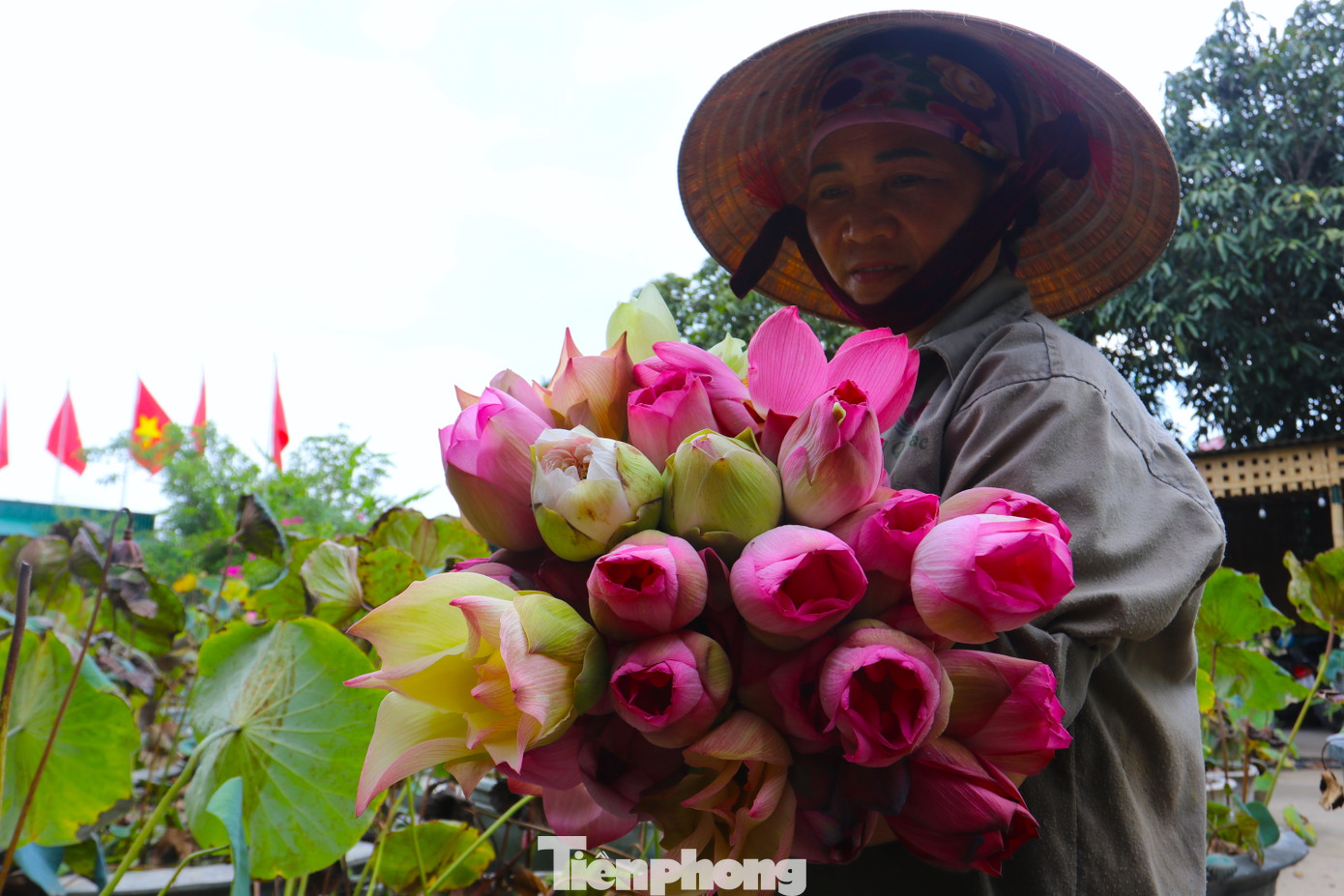 “Chúng tôi cung cấp giống cây, kỹ thuật và cách sơ chế cho người dân. Sau khi thu hoạch, người dân có thể bán bông hoặc sơ chế rồi bán lại cho chúng tôi. Nếu trồng đúng kỹ thuật, trồng sen đem lại kinh tế cao gấp 3 lần so với trồng lúa, ai cũng mừng” - anh Tiến nói.