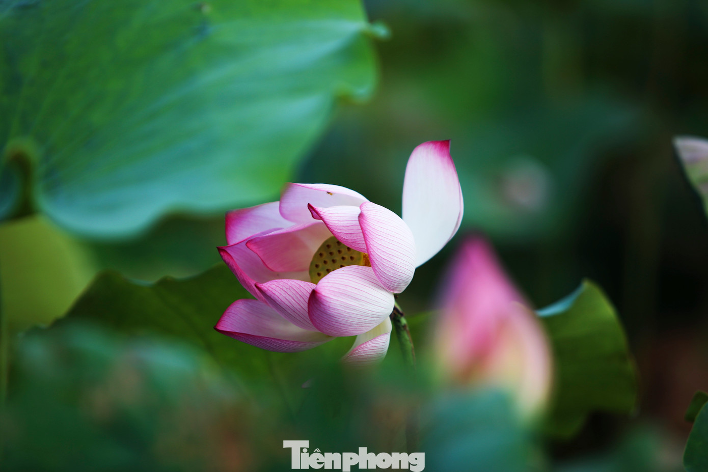 Những búp sen chuẩn bị nở bung, mang vẻ đẹp khỏe khoắn, mạnh mẽ. Theo người địa phương, thời gian mỗi bông hoa sen từ lúc nở cho đến lúc thành gương già có thể lấy hạt kéo dài khoảng 1 tháng.