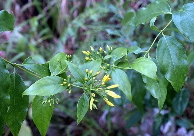 Cây lá ngón thường mọc nhiều ở các huyện miền núi Nghệ An.