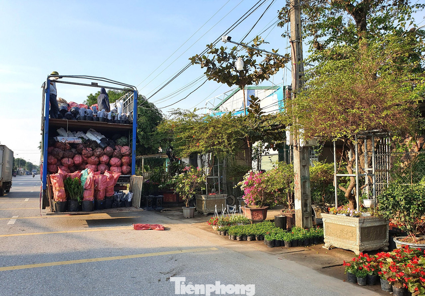 Các xe tải cỡ lớn liên tục vận chuyển hoa, cây cảnh từ Bắc, Nam về làng hoa.