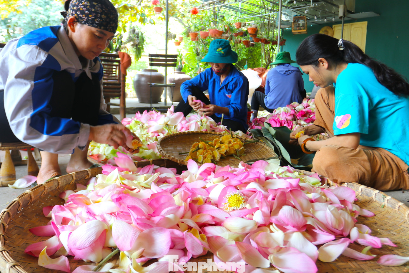 Mùa sen thu hoạch từ khoảng tháng 6 đến tháng 10 hàng năm. Thông thường, người dân sẽ thu hoạch sen vào lúc sáng sớm và chọn những bông chớm nở. Bởi thời điểm này, bông hoa sen mới có hương thơm đạt đỉnh điểm và đẹp, tuyệt vời nhất.