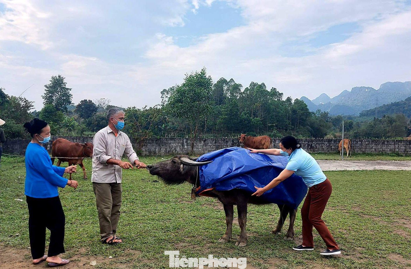 Nhiều người còn cẩn thận may thêm áo để mặc cho đàn gia súc.