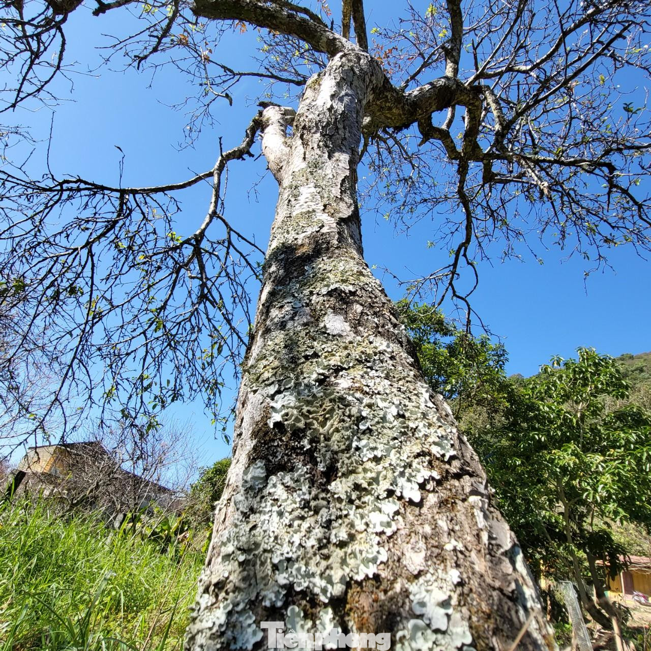 Rời Mường Lống, khách sẽ mong muốn ngày trở lại. Đến thung lũng yên bình đang mạnh mẽ đổi thay, khỏe khoắn như những mầm chồi của cây đào, cây mận...