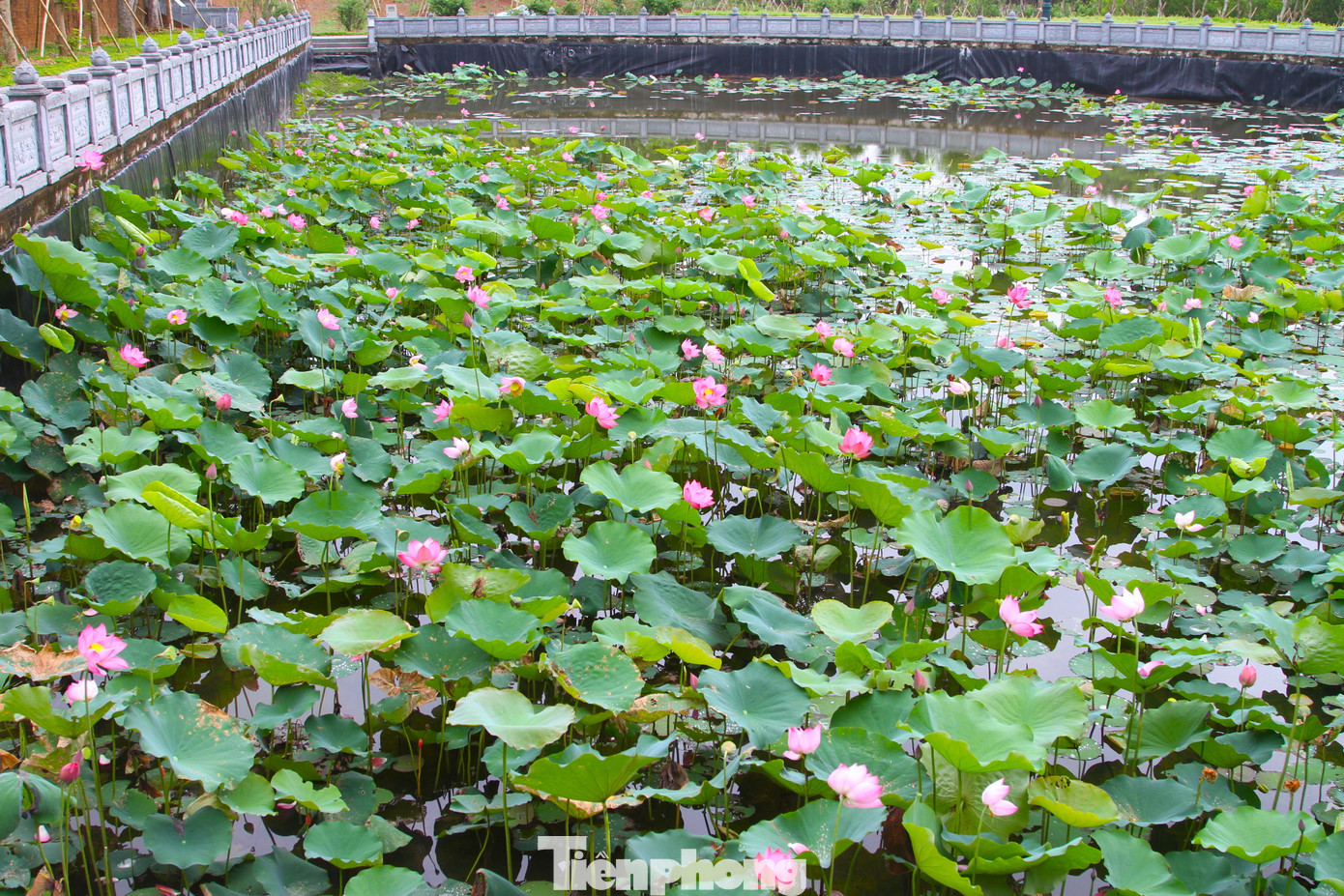 Mỗi độ tháng 5, khi về với xã Kim Liên (Nam Đàn, Nghệ An - quê hương của Bác), du khách được chiêm ngưỡng những đầm hoa sen nở rộ, tỏa ngát hương thơm.