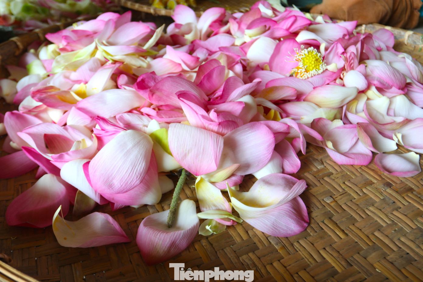 Cánh hoa sen, nhụy hoa được sấy để làm nhiều loại trà khác nhau với mùi thơm đặc trưng.