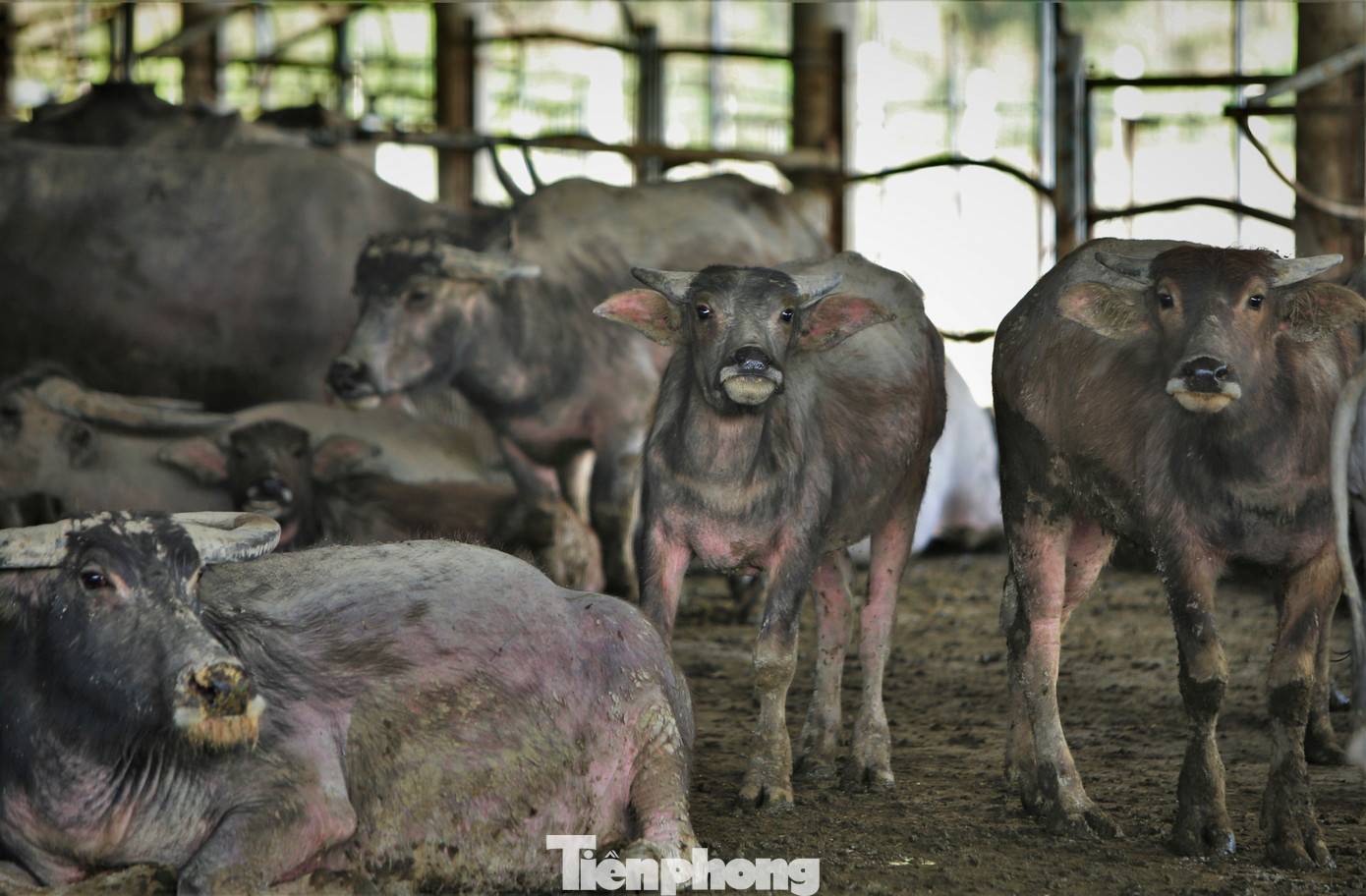 Đàn trâu sinh sản đã cho các lứa mới, giúp tăng trưởng số đàn.