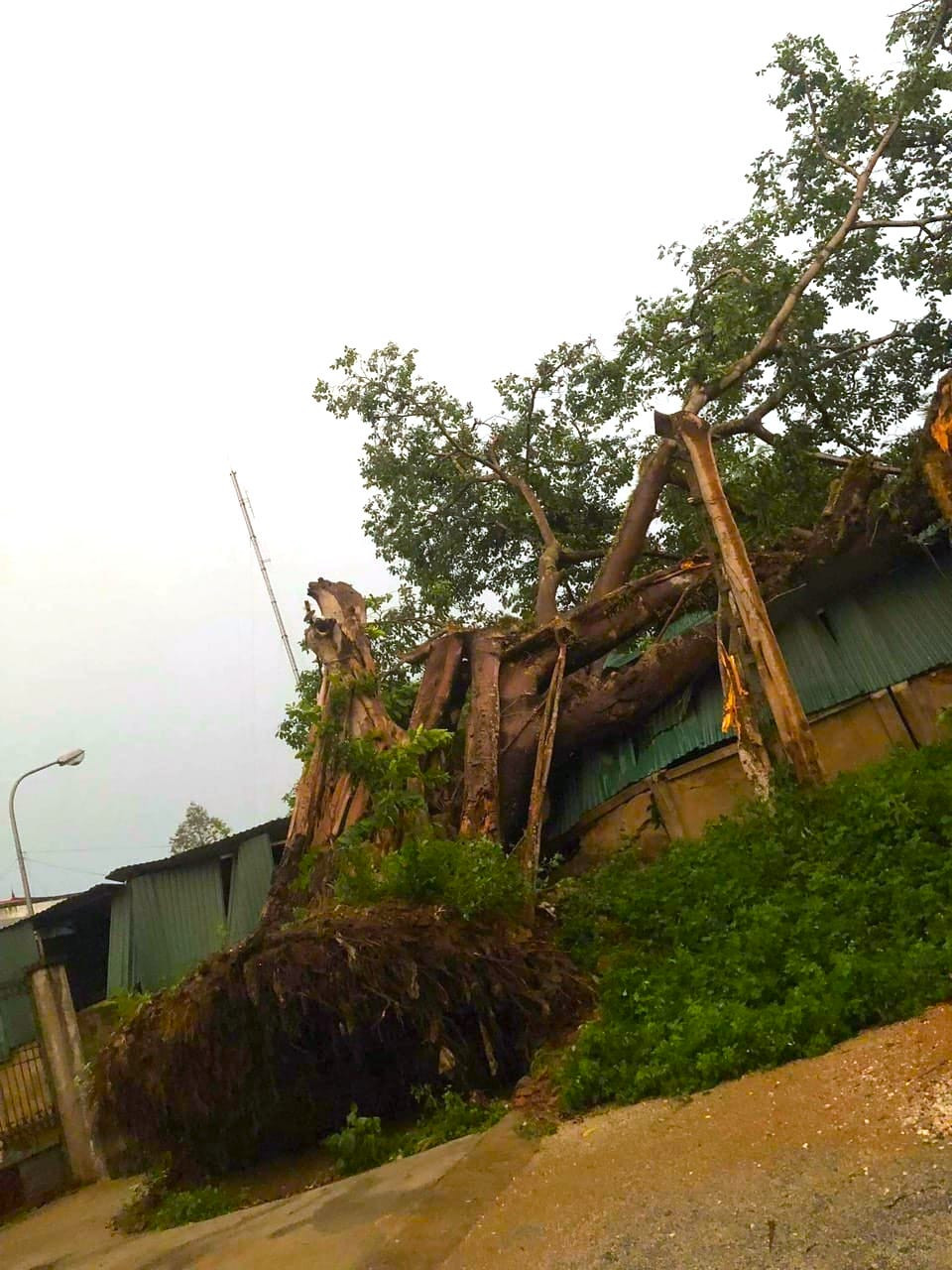 Cây cổ thụ lớn bật gốc đè sập bức tường và mái tôn.