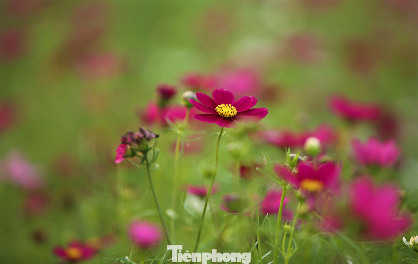 Hoa sao nhái đua sắc trong nắng chiều.