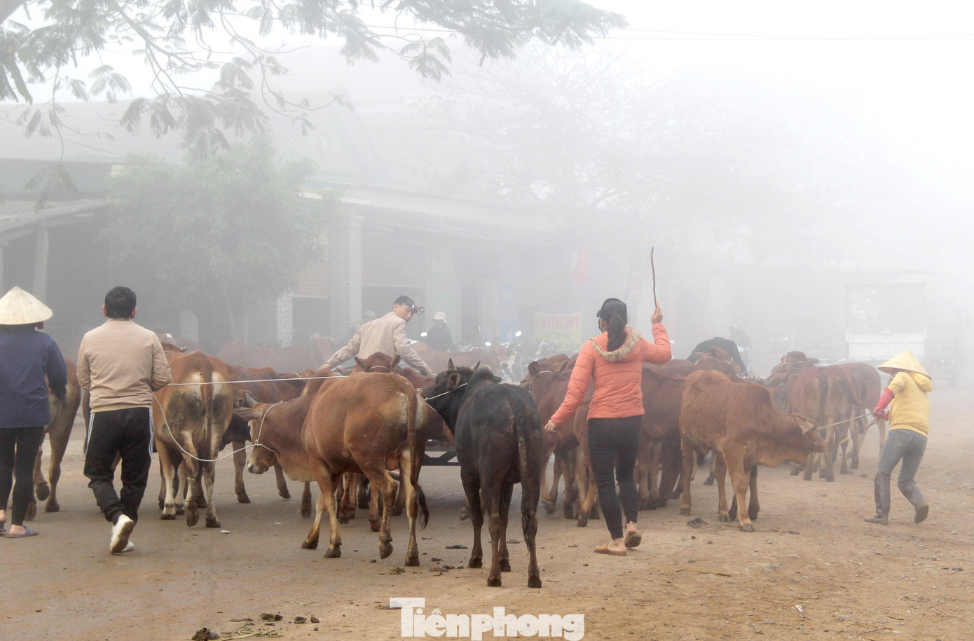 Không chỉ giúp nhiều người giàu lên nhanh chóng nhờ xuất ngoại buôn trâu bò, chợ Ú còn tạo nhiều công ăn việc làm cho nhiều người dân lân cận, trong đó có nhiều phụ nữ, trẻ em tìm đến mưu sinh bằng nghề “đòi trâu” - dắt trâu bò thuê.