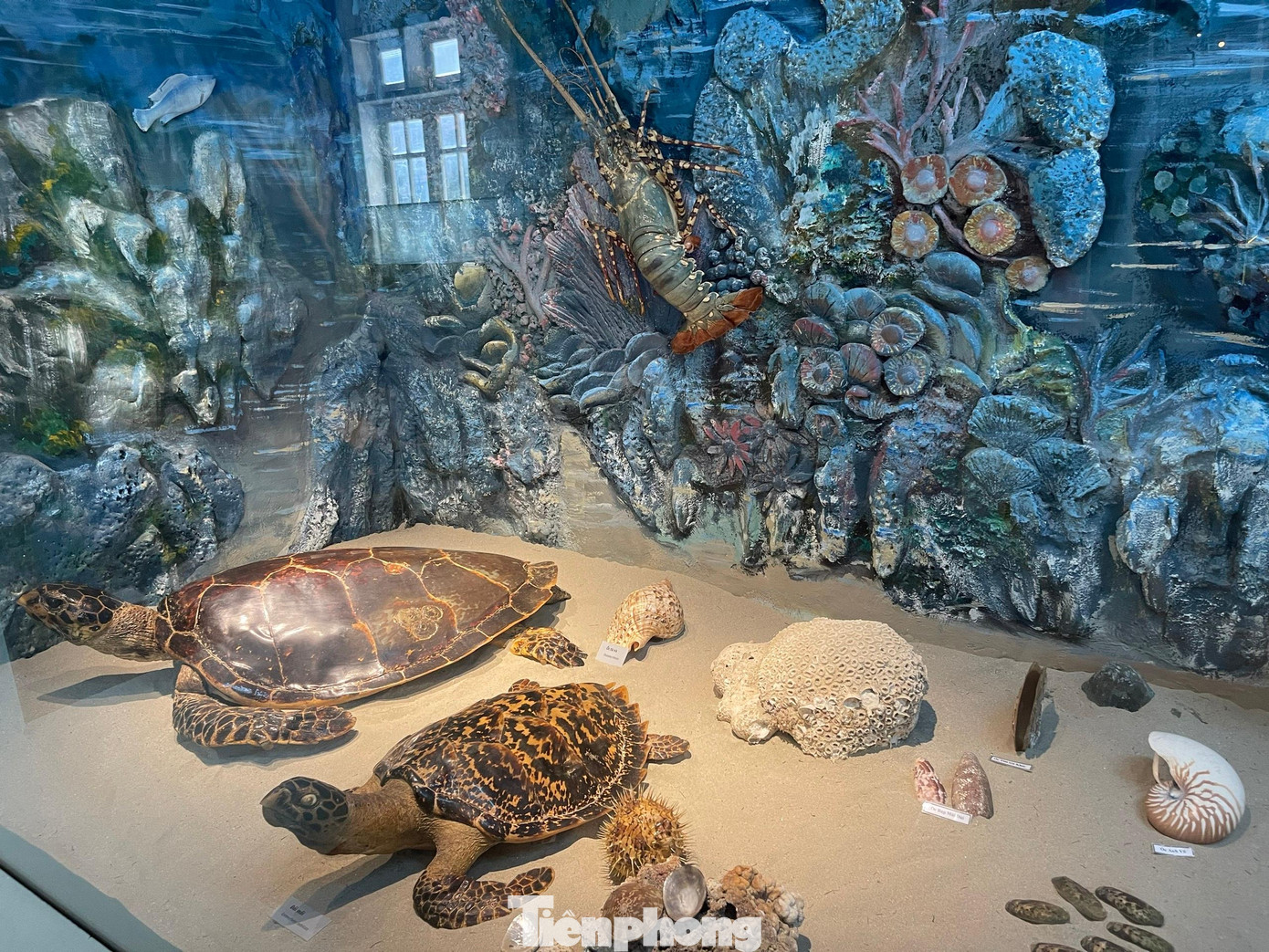 Vùng biển Côn Đảo phong phú, đa dạng những sinh vật.