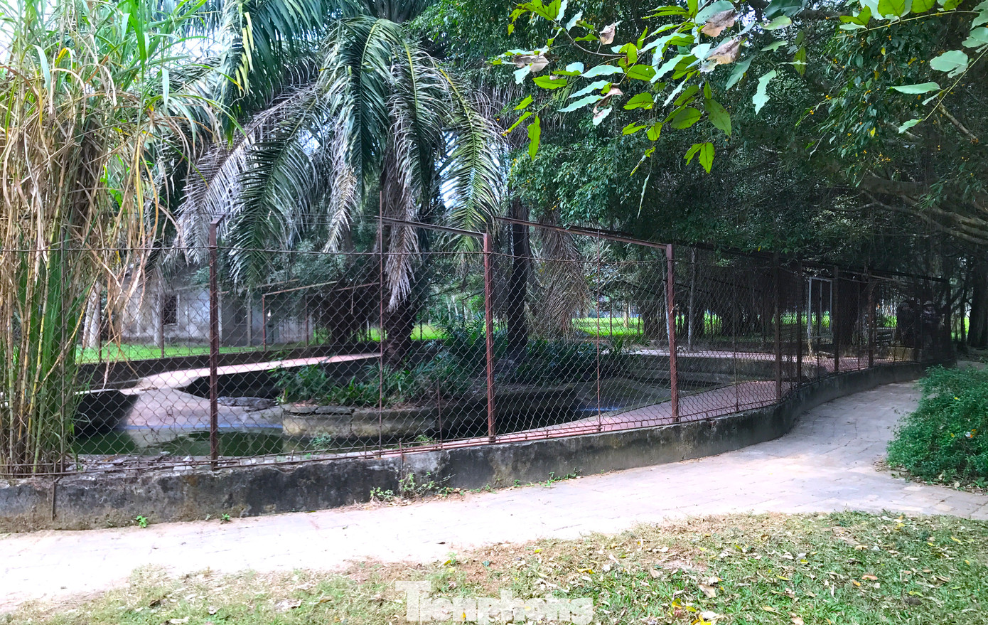 Khu vực nuôi cá sấu rộng khoảng hơn 100m2 đã cũ kỹ, được bao bọc bởi một hàng rào lưới thép B40 cao hơn 1,5m, đã hoen gỉ. Khu vực nuôi cá sấu rộng khoảng hơn 100m2 đã cũ kỹ, được bao bọc bởi một hàng rào lưới thép B40 cao hơn 1,5m, đã hoen gỉ.