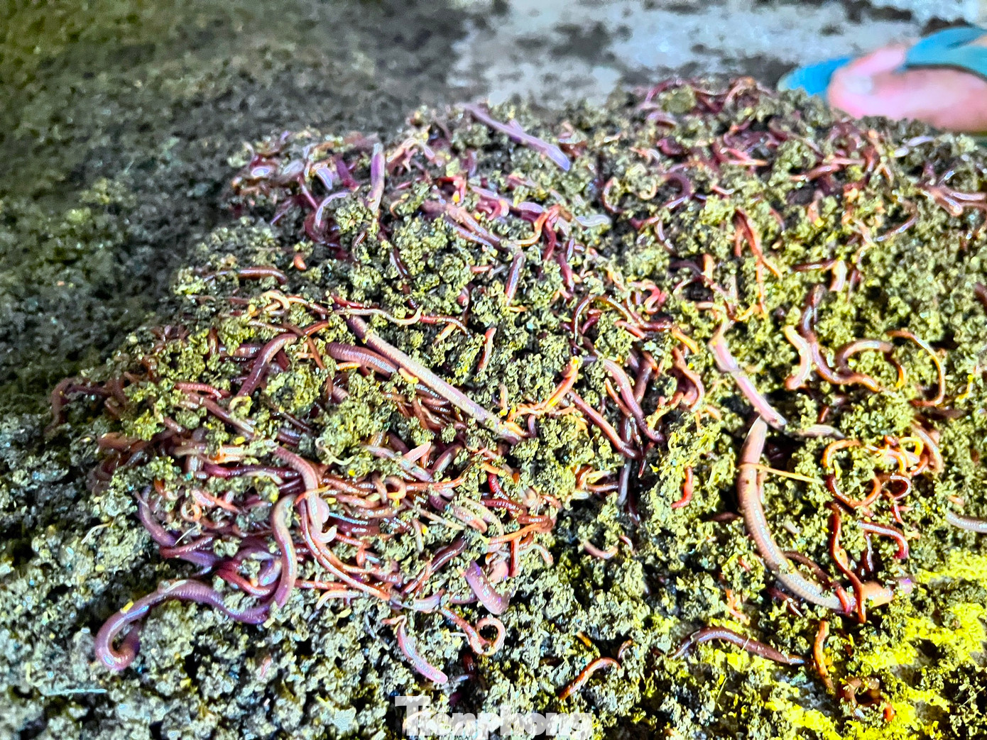 “Mình đã biết một số mô hình nuôi trùn quế từ phân heo tốt, khi thấy ở đây phân thừa nhiều nên nghĩ ngay đến việc làm mô hình nuôi. Sau đó đi học hỏi các kỹ thuật chăn nuôi trùn quế rồi quay lại đề xuất ý tưởng với chủ trang trại. Cũng may chủ trang trại đồng ý với mong muốn giải quyết được vấn đề môi trường”, anh Tú nói.