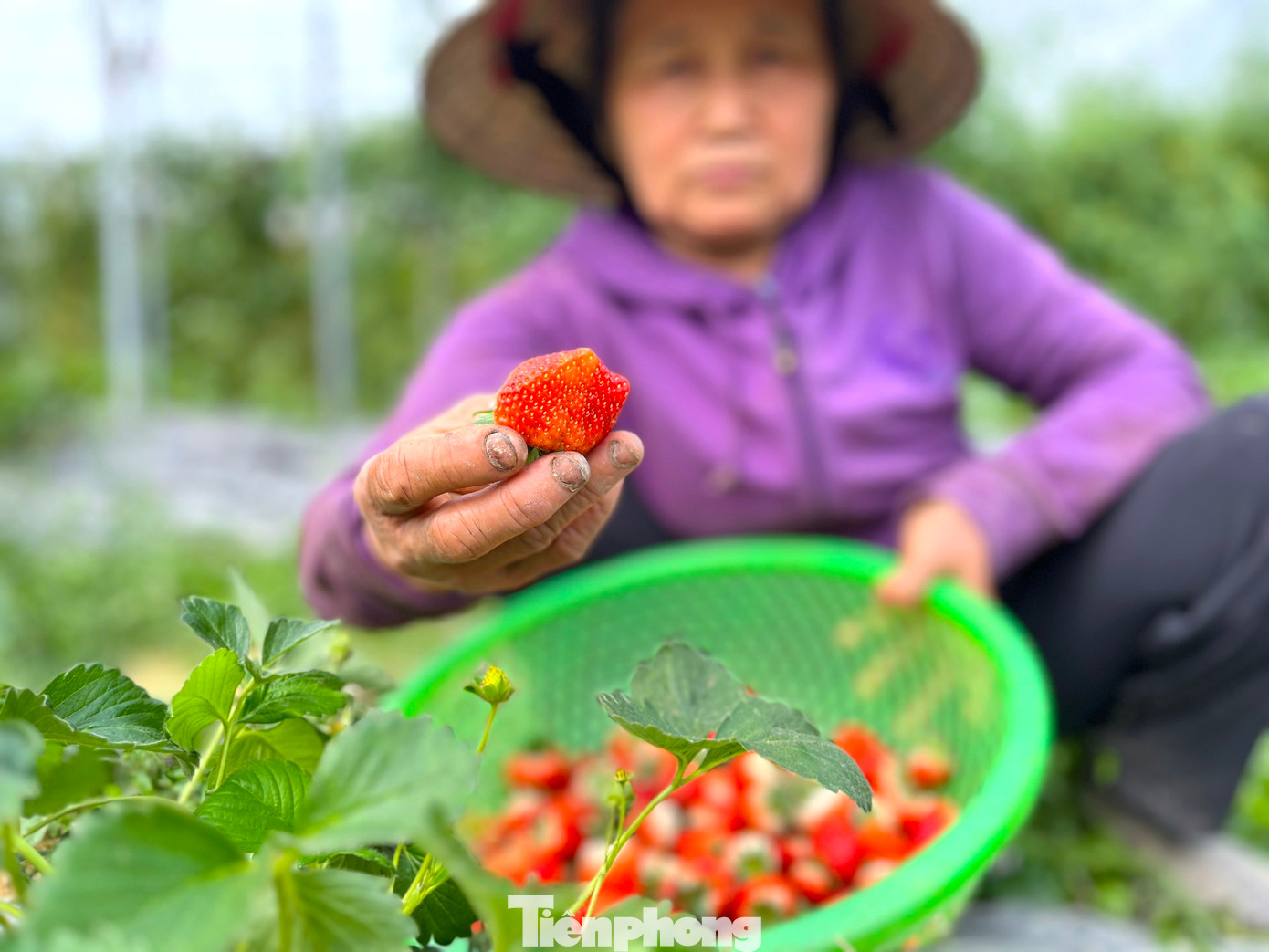 Dâu tây được bán với giá 180.000-200.000 đồng/kg. Những sản phẩm của trang trại khi đưa ra thị trường đều được mọi người đón nhận, trái chín đến đâu bán sạch đến đó.