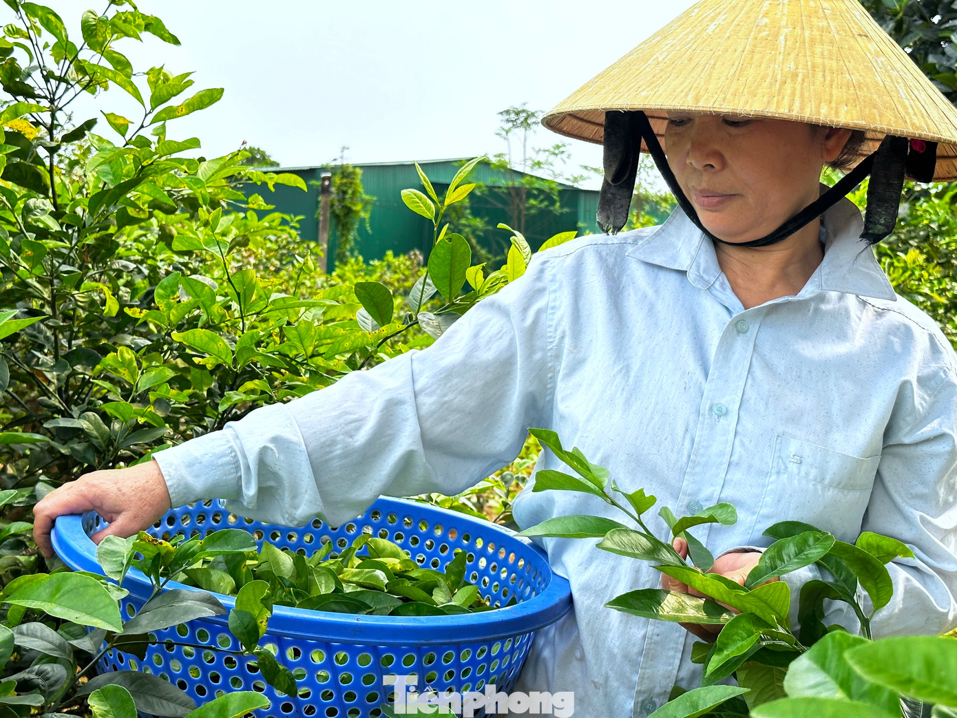 Anh Hóa chia sẻ, thời điểm hái lá chanh tốt nhất là vào buổi sáng. Thời điểm này không làm tổn thương nhiều cho cây và giữ được hương vị thơm, bùi của lá chanh.