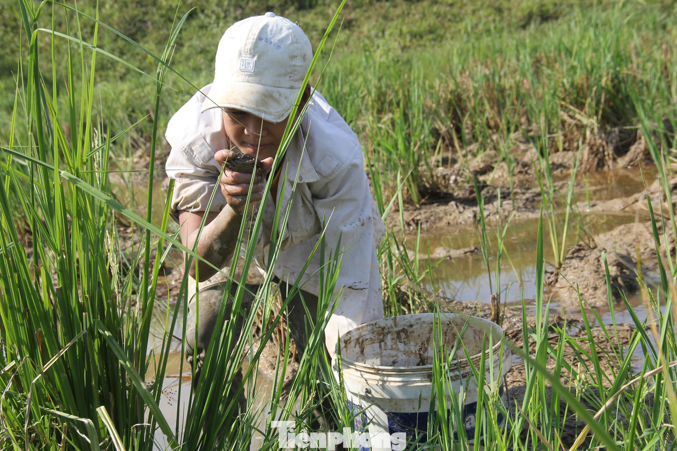Xế trưa, nhiệt độ ngoài trời ở Nghệ An luôn ở mức gần 40 độ C. Đây được xem là khung giờ vàng đối với những người bắt cua đồng. Với họ, khi nắng càng to, càng cực thì lại càng dễ “hốt bạc”. Nếu bỏ qua khung giờ vàng giữa trưa, khi nước ở ruộng đã hết nóng thì cua lại chui vào hang sẽ rất tốn công sức để bắt.