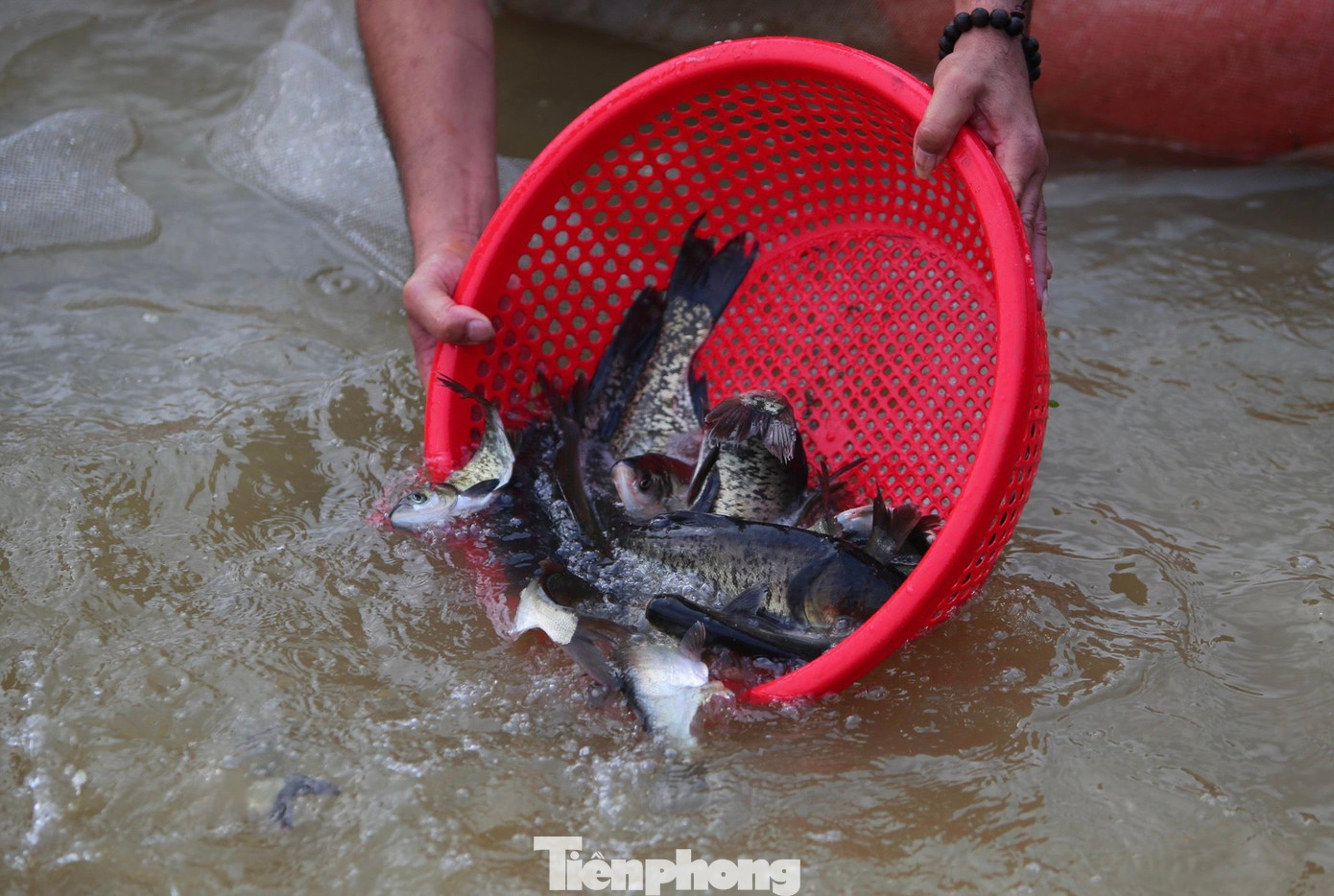 Cá phóng sinh gồm các loại mè, trôi, trắm với đủ loại kích cỡ từ nhỏ đến hơn nửa kg được nhà chùa mua từ một trang trại cá giống trên địa bàn.