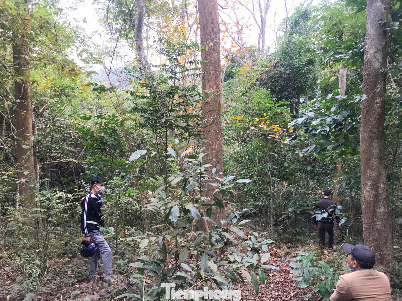 Trước khi có lệnh cấm cửa rừng của nhà nước, bà con bản Na Hang đã đưa những cây đinh hương trên diện tích rừng của bản vào “danh sách đỏ” thuộc diện bảo vệ nghiêm ngặt, cũng nhờ thế đến bây giờ chúng mới còn đó, sừng sững giữa đại ngàn.