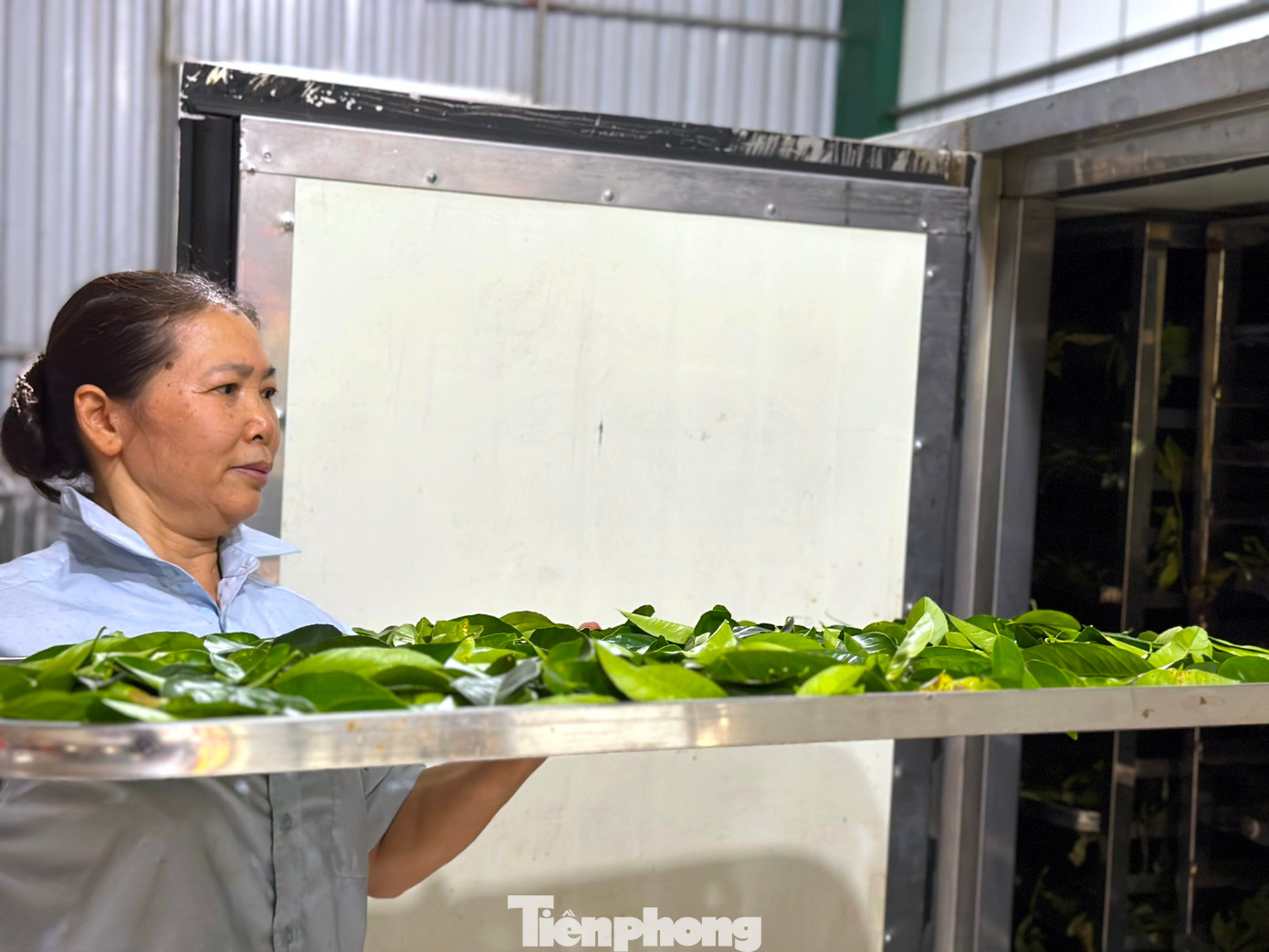 Lá chanh sau đó được cho vào khay bỏ vào máy sấy khô nước rồi chờ thương lái đến thu mua.